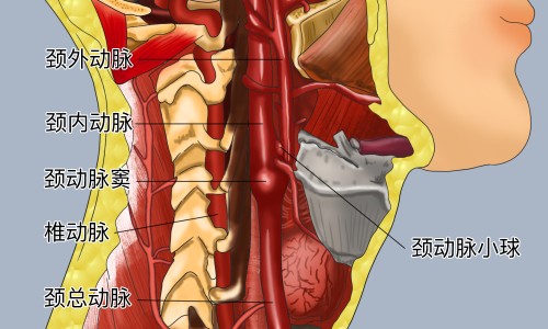 宝宝身上腿上长硬疙瘩是怎么回事儿网—知名的宝宝身上腿上长硬疙瘩是怎么回事儿图片网站,分享宝宝腿上起红疙瘩硬包知识